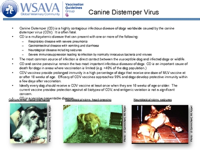 World Small Animal Veterinary Association Vaccination Guidelines Group ...